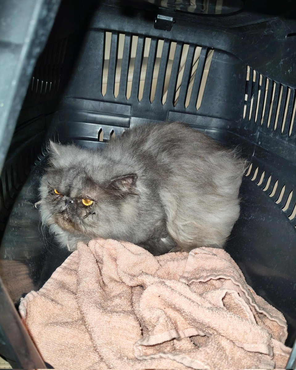 PLEASE HELP BARNEY

I spoke to Barneys Dr. this morning. Barney has the cat flu. His blood work is a little off, and he started coughing last night. He is going to stay in the hospital for 5 days in antibiotics and anti diarrhea medications. The dr wants him to stay so the cough