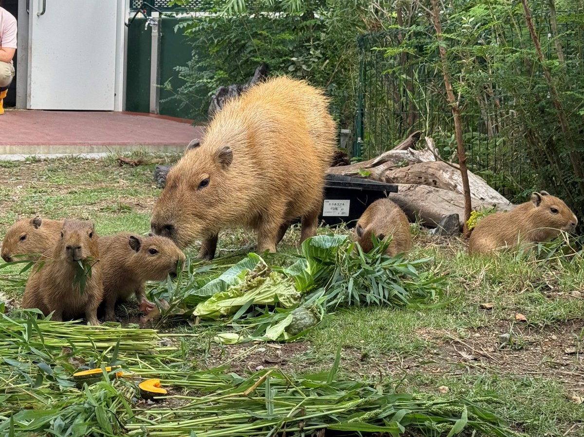 10月12日に誕生した5頭のカピバラの赤ちゃんですが、だいぶお外の環境