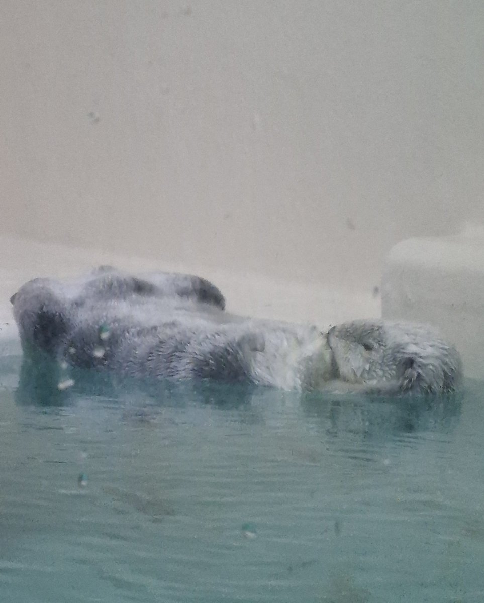 1分間しか見れないけど
ラッコめちゃくちゃ可愛すぎたし
やっと見れてグッズも買えた