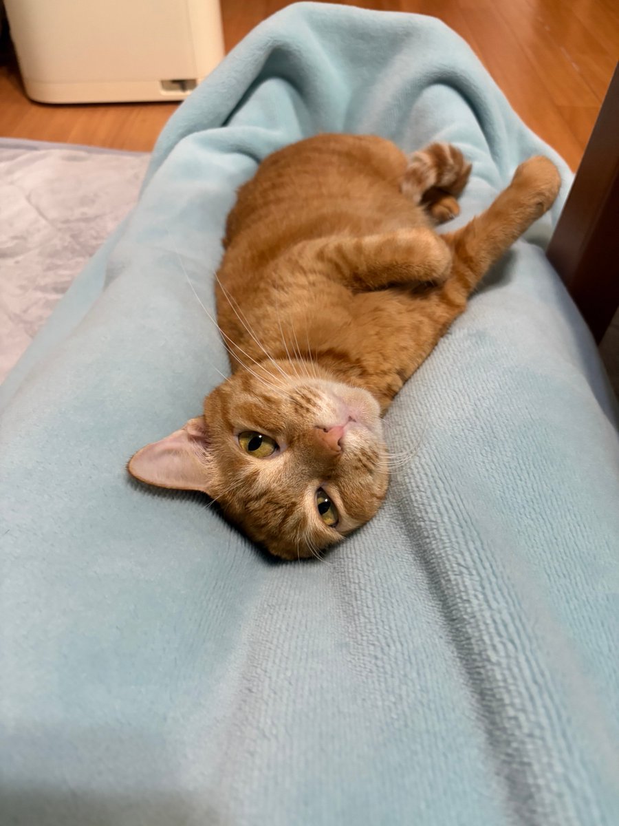 そろそろ夕飯作りたいけど猫様が足の上に乗ってる🐈