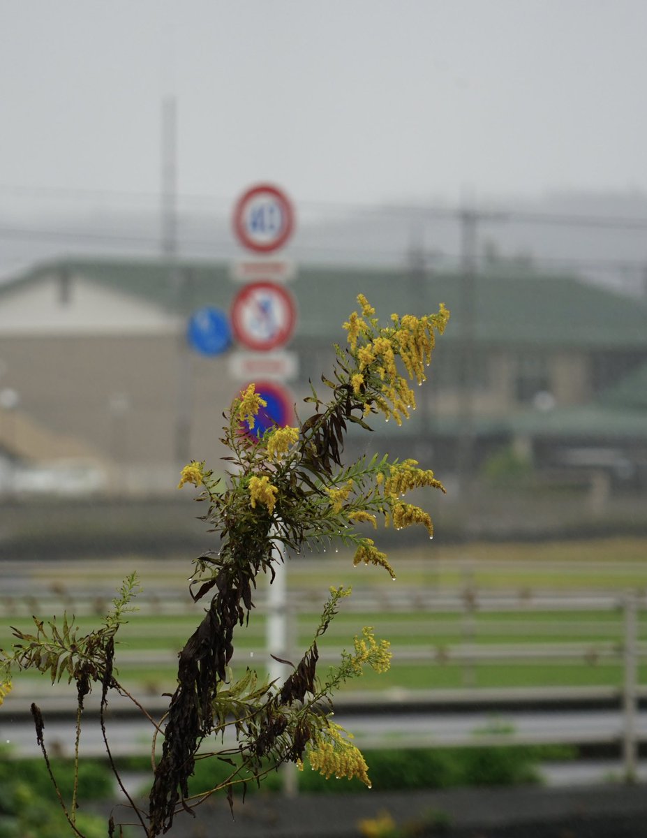 giantrogo's tweet image. 雨の日曜日