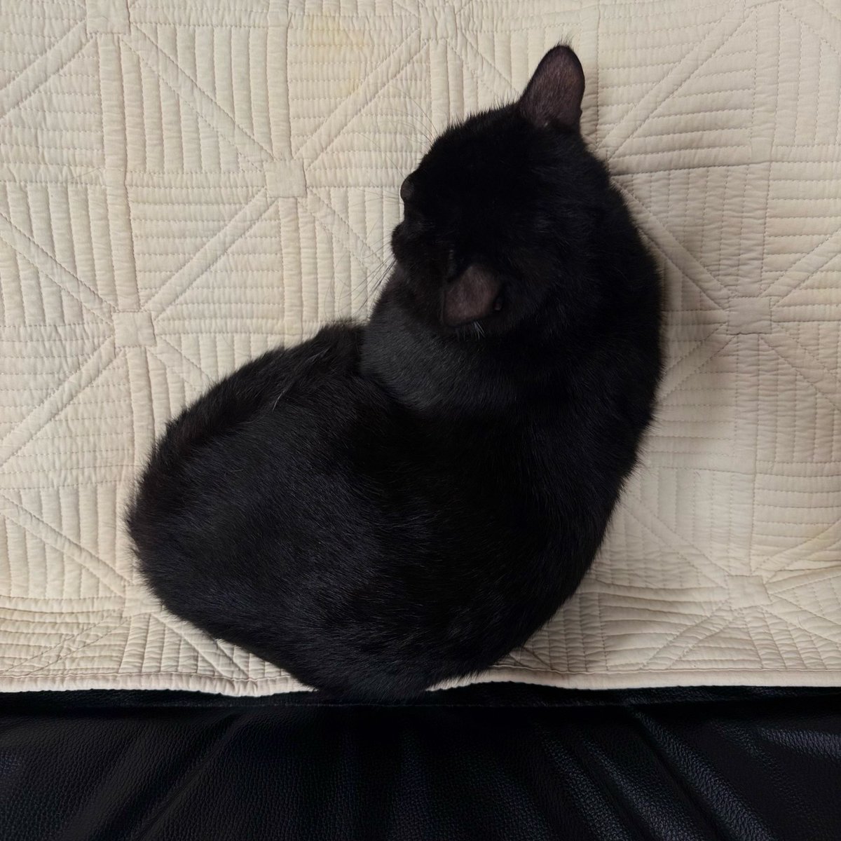 muffmoscottish's tweet photo. แมวดำน่ารักทุกตัว🐈‍⬛ ⊹ ｡ ﾟ⁖.

🕸️หนุ่มน้อย อินโทรเวิด
• แพ้ทางหนมๆ
• วัคซีนเรียบร้อย

—พร้อมโดนกอด ฝากเอนดูผมด้วยนะคั้บ🎃🕯️

#แมว #แมวดำ #หาบ้านให้แมว #หาบ้านให้น้องแมว #ขายแมว #สก็อตติชโฟลด์ #สก้อตติชโฟลด์ #แมวหาบ้าน #cats #scottishfold #meow #kitten #แมวสก้อตติช https://t.co/azYOyodfZe