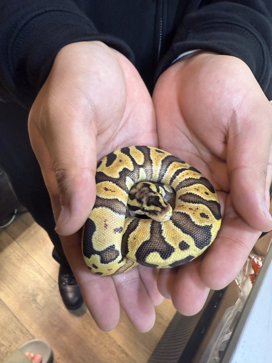 LR63112026's tweet image. パステルエンチhetハイポ ♀
お迎えありがとうございます✨
虎柄バンドがしっかり効いたパステルエンチ- ̗̀🐯 ̖́-
是非ハイポ化して欲しいです😍
メスなので大きく育ててくださいね(* ᴗ͈ˬᴗ͈)”
今後ともよろしくお願いします。
#ボールパイソン
#福岡
#ballpython