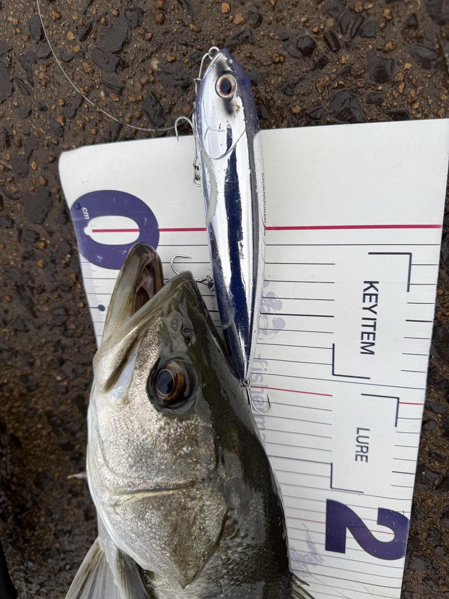 S4932's tweet photo. ブレイクが続く箇所をランガンしてなんとか捻り出した魚😭
サイズは小さいながらも体高と厚みもあってよく引いてくれました👍
#シーバス
#キックノッカー168 https://t.co/AINGK5IOEK