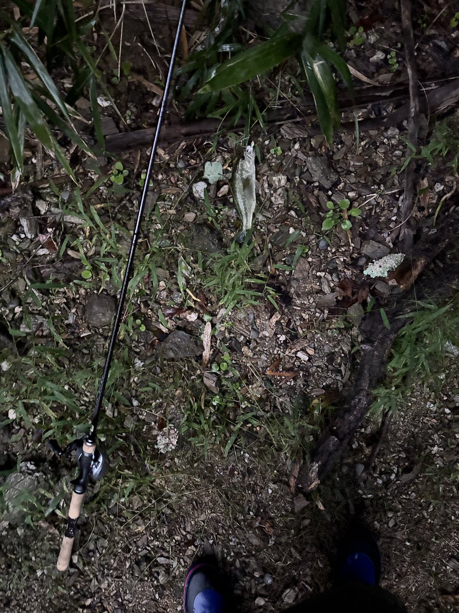 beccking's tweet photo. 朝まずめ、1発で。
見にくいけど、ついでにバンダム169M/FM-2入魂。
リールはアルファスでスピナベはSRミニ。#シマノ
#エバーグリーン
#ダイワ https://t.co/HU63X3F2qD