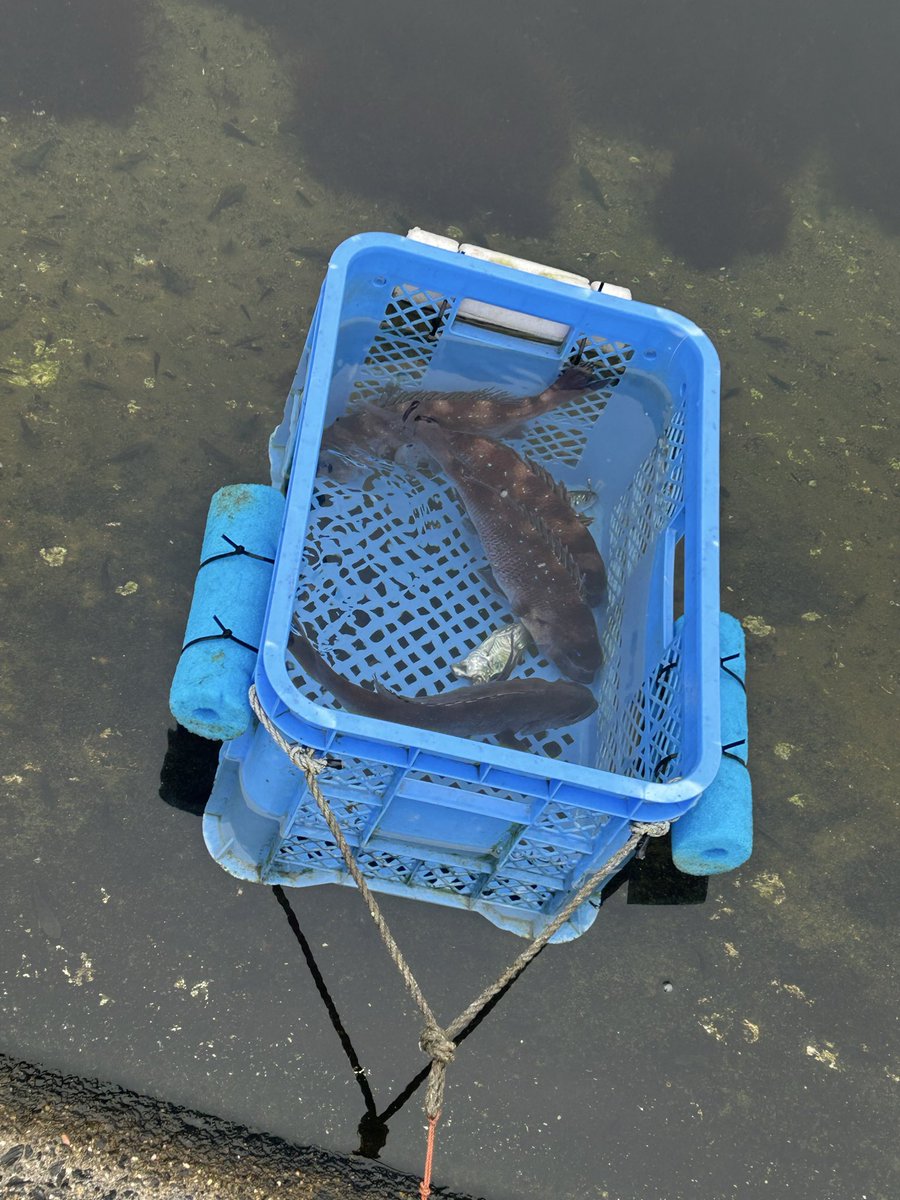 思いかけず釣り堀デビューでしたが
大量の鯛が釣れたので満足！！