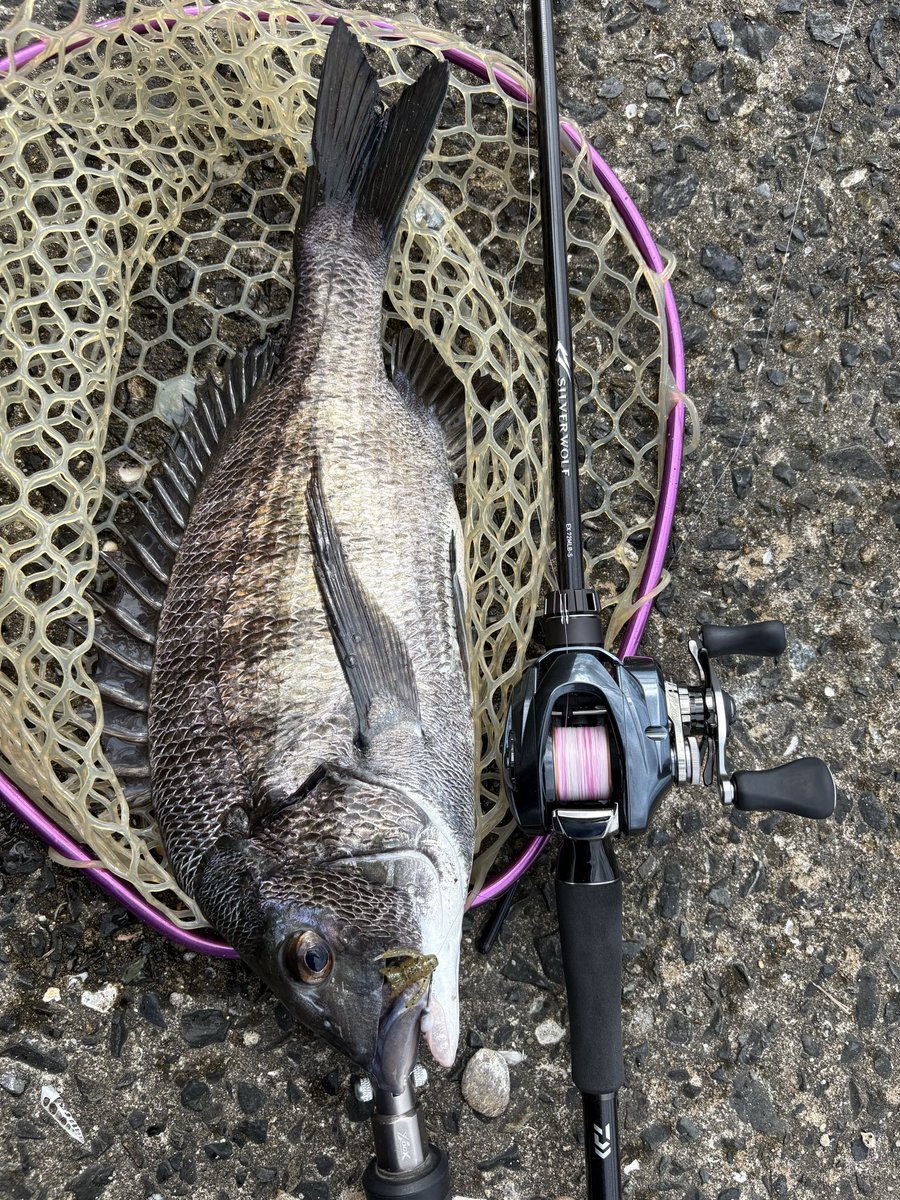 マ*ブ様 Paranoia パラノイア ヌーダ オリカラ マ*ブ様 Paranoia パラノイア ヌーダ オリカラ