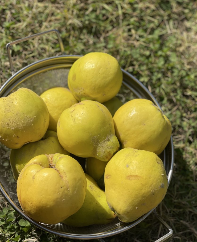 sofiyashabir_19's tweet photo. Prophet Mohammad (saw) said,
Eat Safarjal (Quince) as it heals cardiac problems &amp; heaviness from the chest
                        [ Ibn Ma-jah:3494 ] https://t.co/zGDDHl2S09