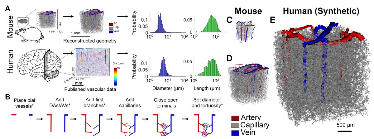 thmonk_pf's tweet image. マウスとヒトの脳微小血管構造の違いがfMRI BOLD信号に与える影響をVascular Anatomical Network(VAN)を用い生物物理学的simulationで解明

動静脈分岐の非対称性(MAB)が両種で保存され強いBOLD応答に必須
皮質厚の増加でヒトBOLD応答はマウスより約2秒遅延

#fMRI 
#papers 
biorxiv.org/content/10.110…