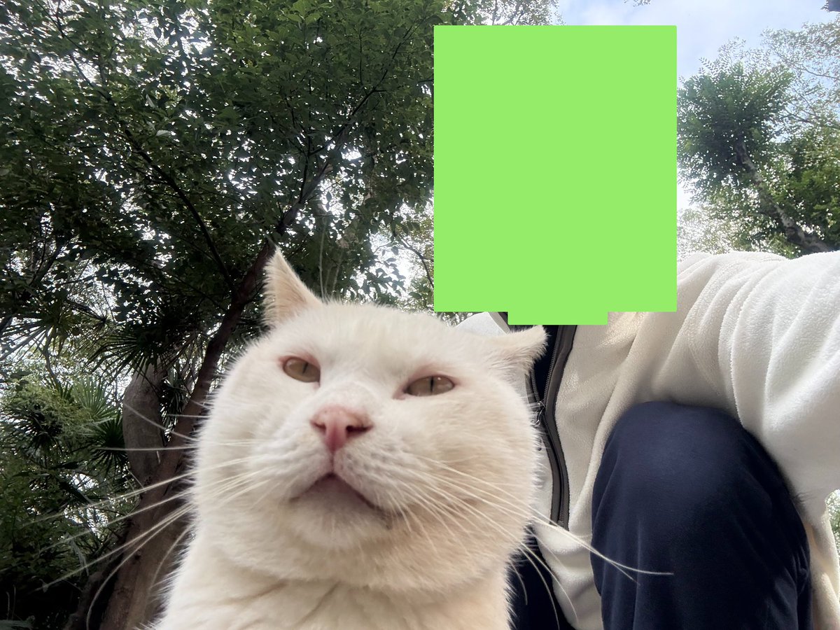 白面馒头邪恶猫