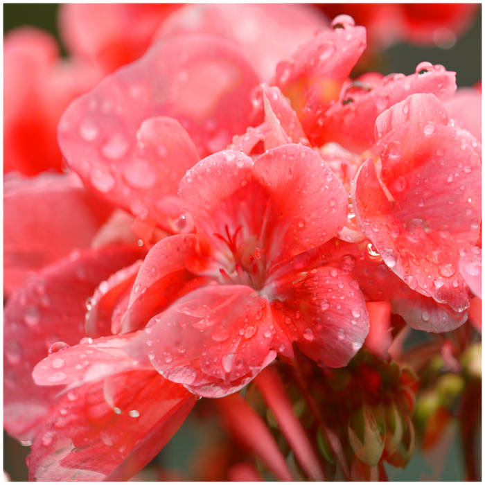 🇦🇷 Icarus es una de las canciones de Sugar Days, el nuevo EP de <a href="/Nax_Musica/">Nax</a>, la cual cierra dicho trabajo con un espléndido sonido dreampop.
Chequeala cliqueando este link: youtu.be/AFOsxz0ShZM?si…