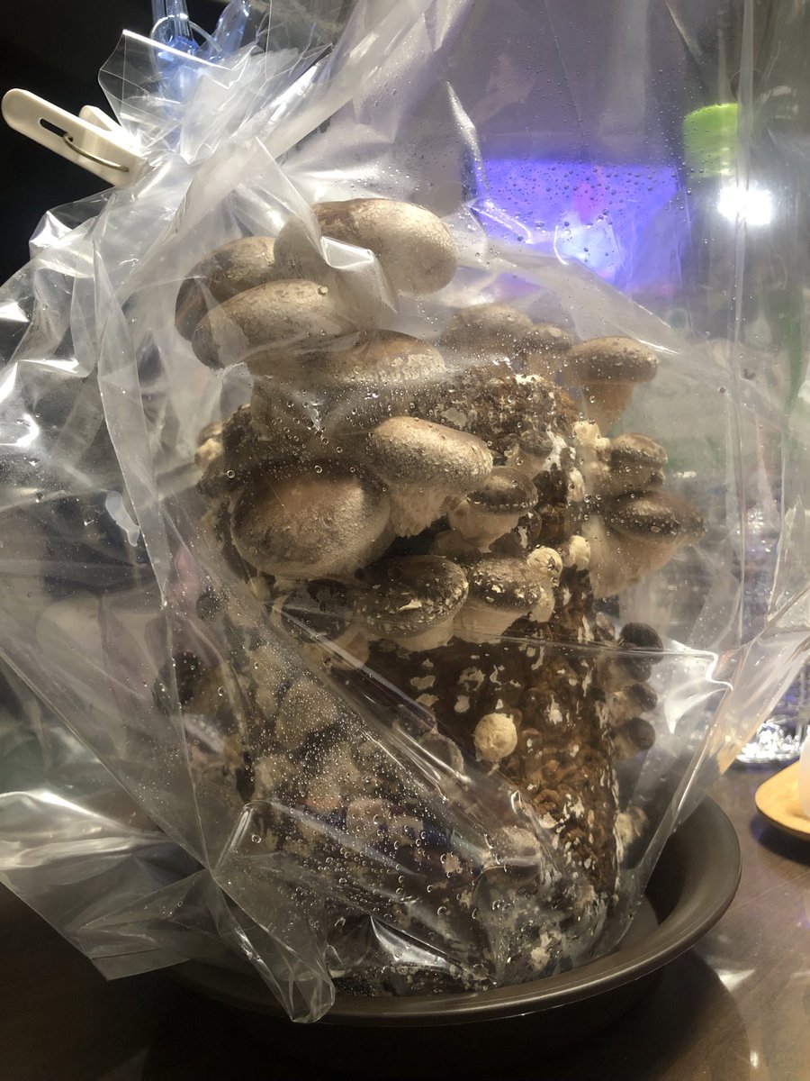 きの子ページ きの子ページ Z/Xグッズ ｜ Z/X - Zillions of enemy X - ゼクス公式