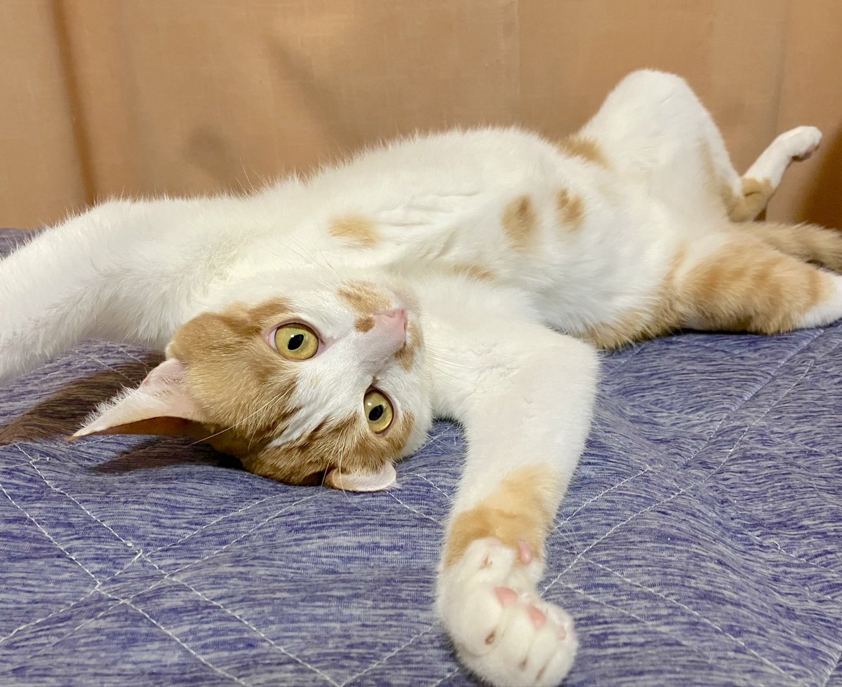 ごえもんが寒そうなので暖房つけたらパッカーンしちゃいました🐱😀

#猫好きさんと繋がりたい 
#猫のいる暮らし