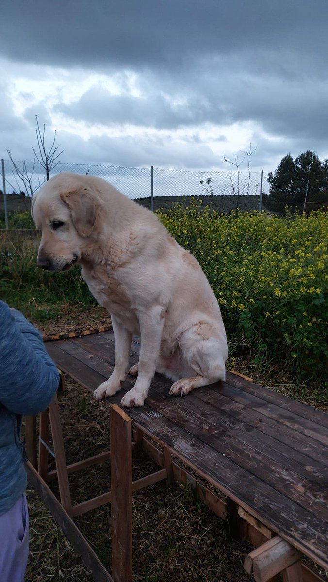 Ragnar necesita cada día una rutina con actividades y normas. Es un gran perro. huellasmalaga.com/ragnar/