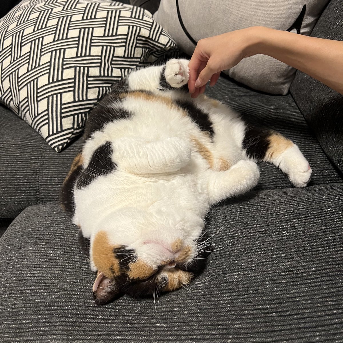 近くでヘソ天してくるかわいいやつ