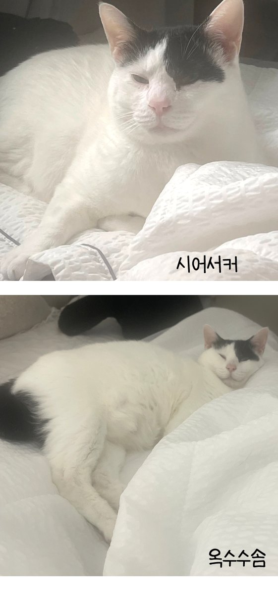 에어드랍 심장진동 

#고양이 #이불 #시어서커 #여름이불 #겨울이불 #옥수수솜 #솜이불 