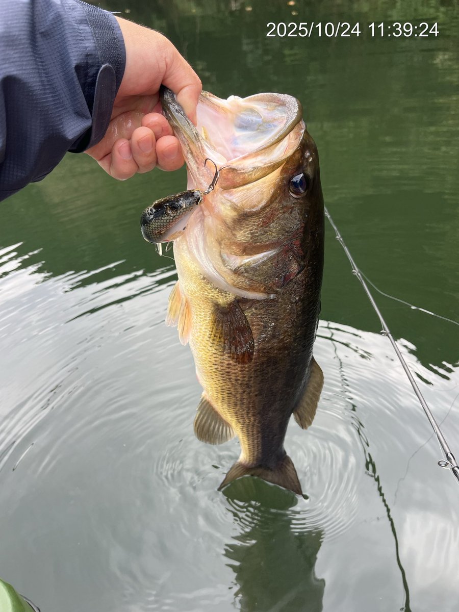 セントクロイ　リアルコア　ウォブンロール66ml+ セントクロイ リアルコア ウォブンロール66ml+ セントクロイ