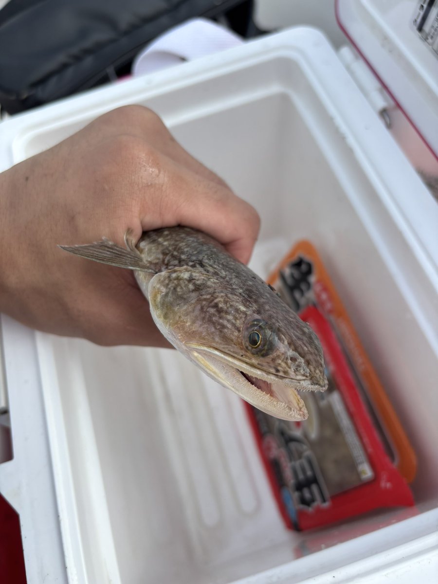 タイラバはエソしか釣れませんでしたwwww