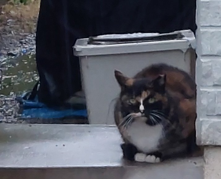 ぬっこ ぬっこ (@Nukko_0924) / Posts / X