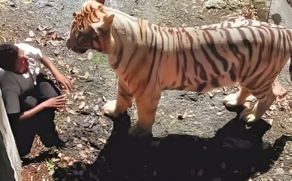 im_inba1's tweet image. 26.09.2014 அன்று  டெல்லி உயிரியல் பூங்காவில் ஒரு வெண்மை நிற புலி இளைஞனை கொன்றது. 

ஒரு உயிர் ஒரு புலியிடம் மாட்டிக் கொண்டு 10 நிமிடங்களாக கையெடுத்துக் கும்பிட்டுக் கொண்டேயிருக்கும் பொழுது அந்த உயிரை எப்படிக் காப்பாற்றுவது என்பதை பார்வையாளர்கள் யாருக்கும் நம் கல்விமுறை நமக்கு…