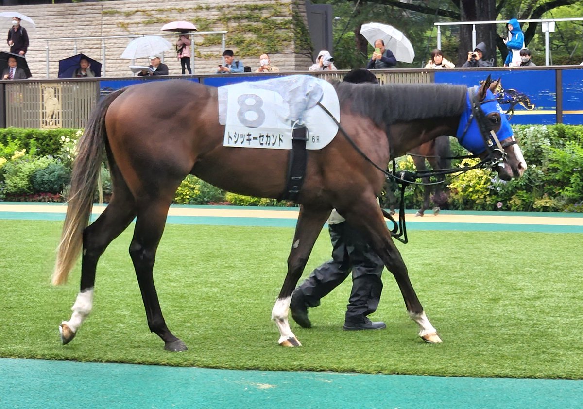 盗まれた馬 10月25日土曜 #東京競馬場6R2歳新馬 #マクリール #タートルインメイ