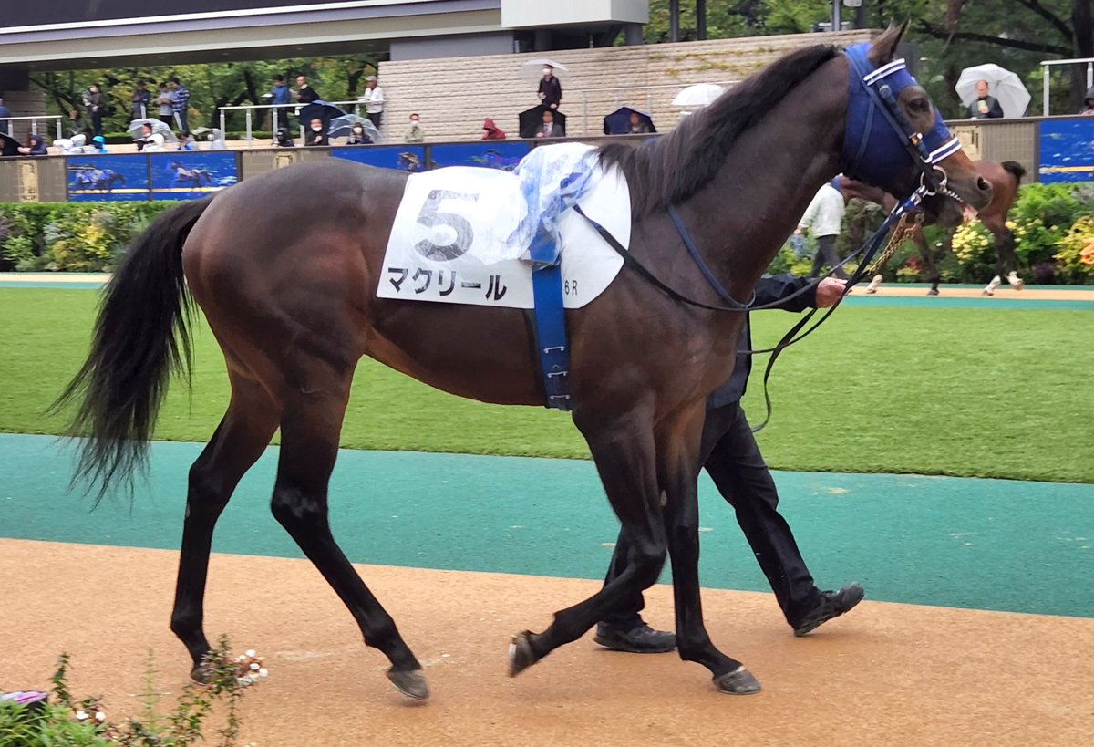 10月25日土曜 #東京競馬場6R2歳新馬 #マクリール #タートルインメイ