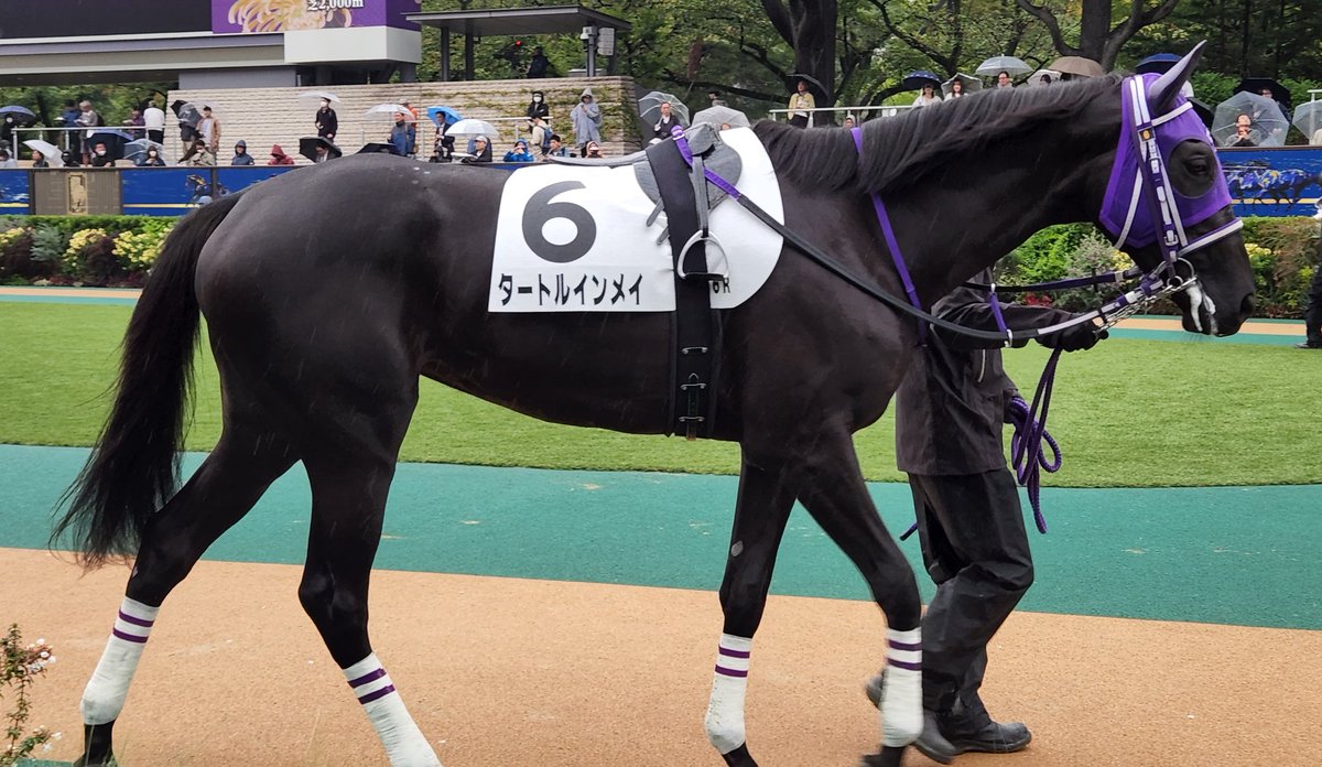 盗まれた馬 10月25日土曜 #東京競馬場6R2歳新馬 #マクリール #タートルインメイ