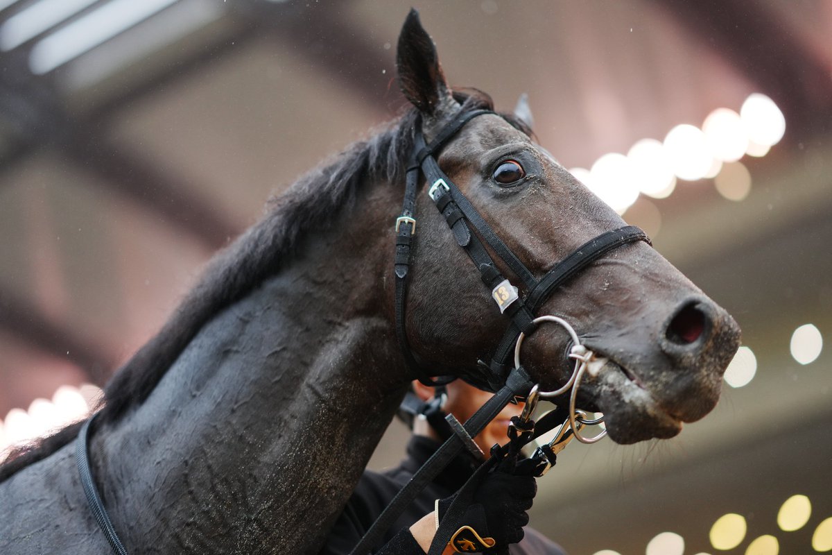 跳ね馬  特注 ライブディオZX AF34 AF35 リアショック310mm黒 メッキ 5