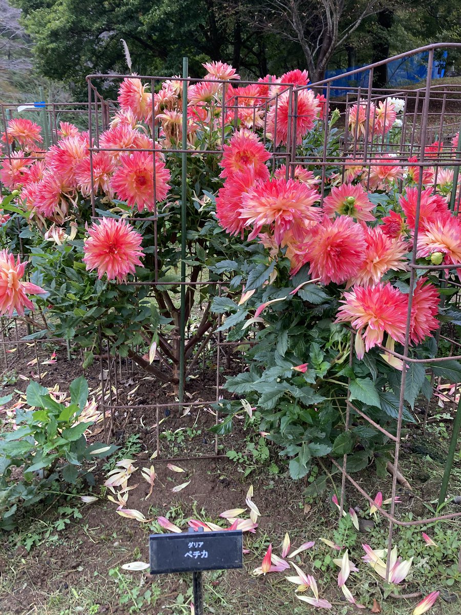 平日課長(英傑大戦:ロゼカラー) on X