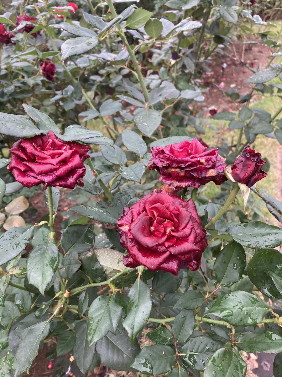 平日課長(英傑大戦:ロゼカラー) on X