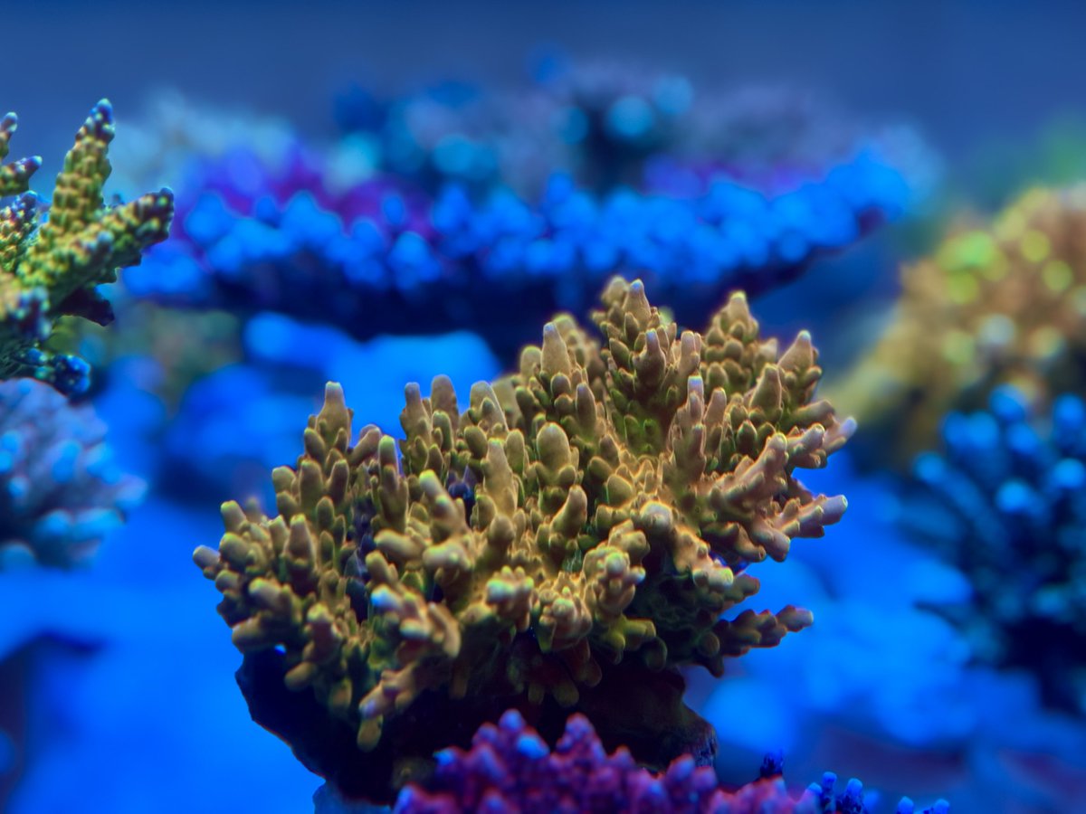 Ancolie Coral(アンコリコーラル)エダコモンサンゴ オレンジポリプ