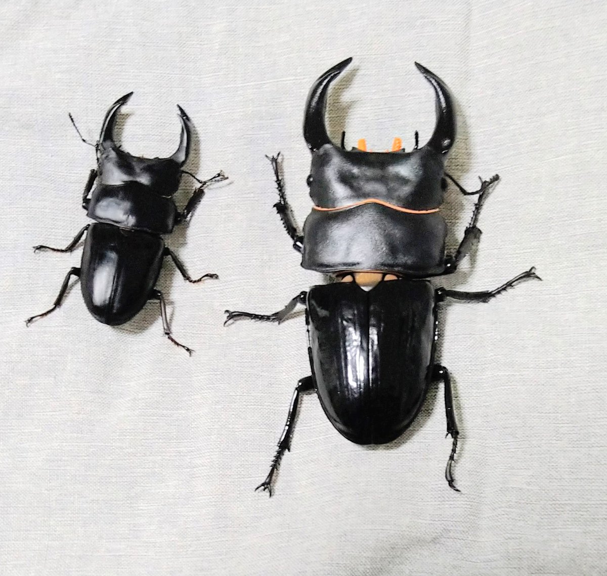 ジハゲスタン on X