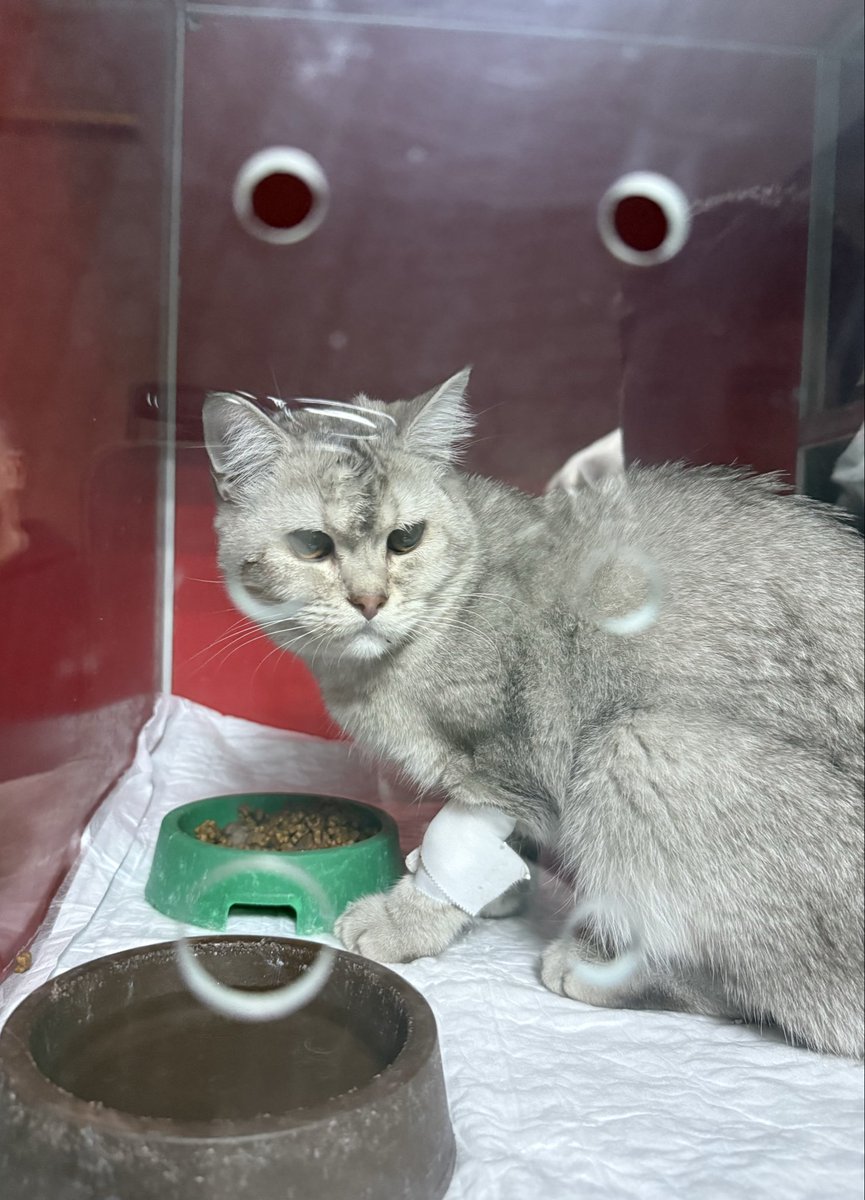 kediannnesiii's tweet image. Kayseri YUVA. British kedi şu anda tedavi altında, birkaç gün içinde taburcu olacak. Acil yuva arıyorum. Kısırlaştırma ve düzenli takip şartıyla sahiplendireceğim. Sorumluluk alamayacak kişiler lütfen iletişime geçmesin