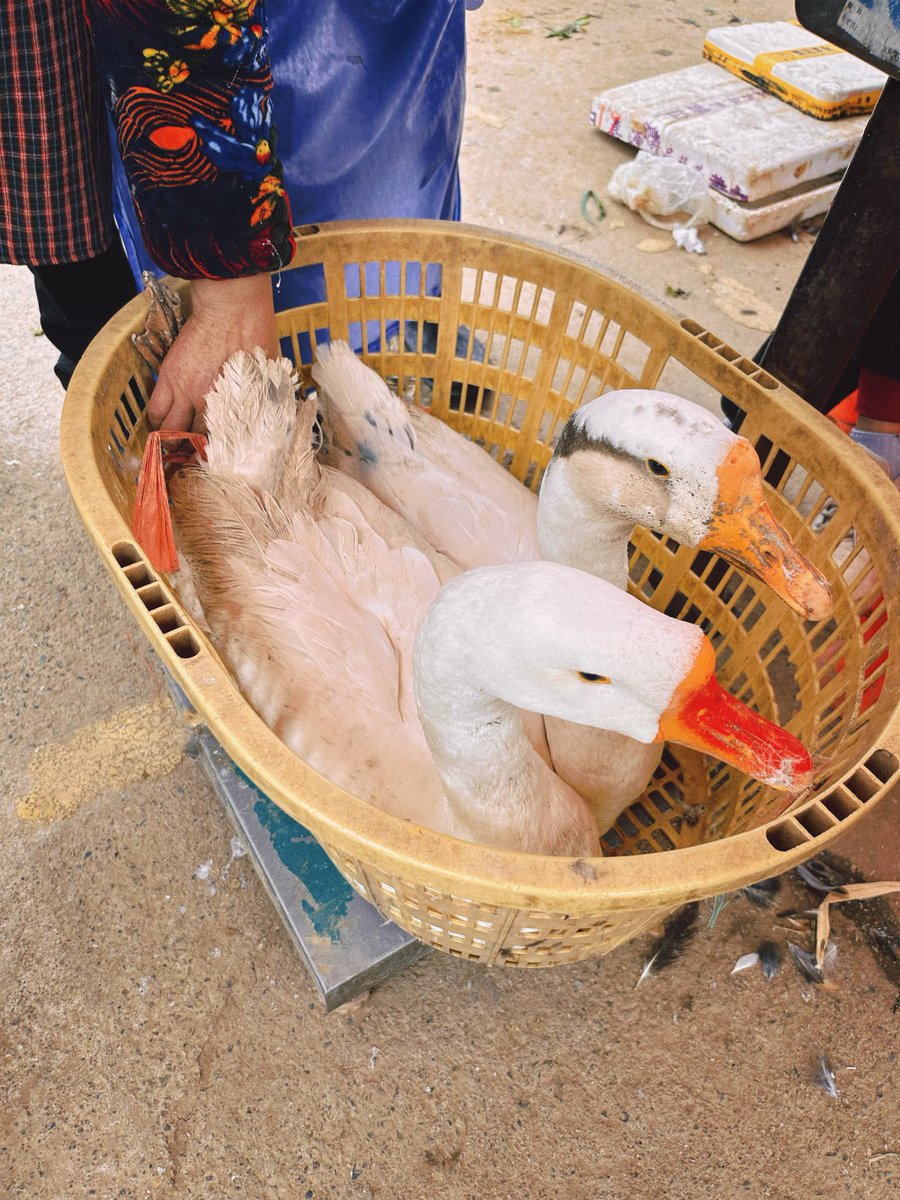 Camellia(山茶） tweet media