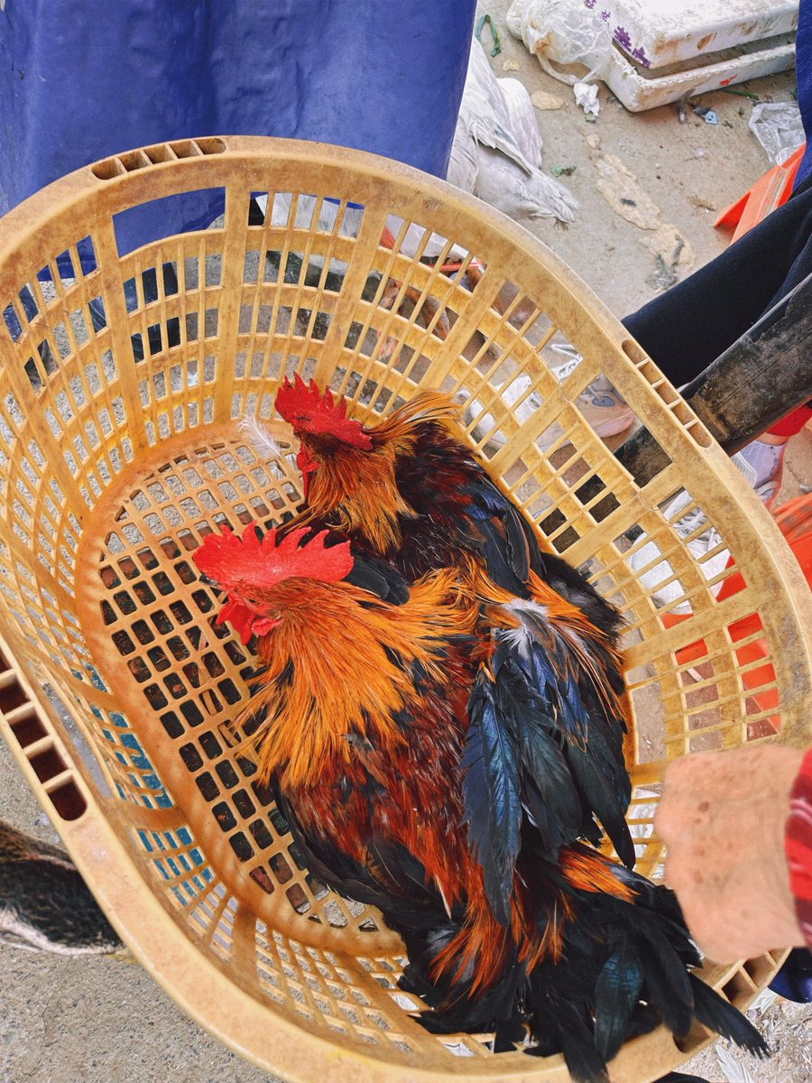 Camellia(山茶） tweet media