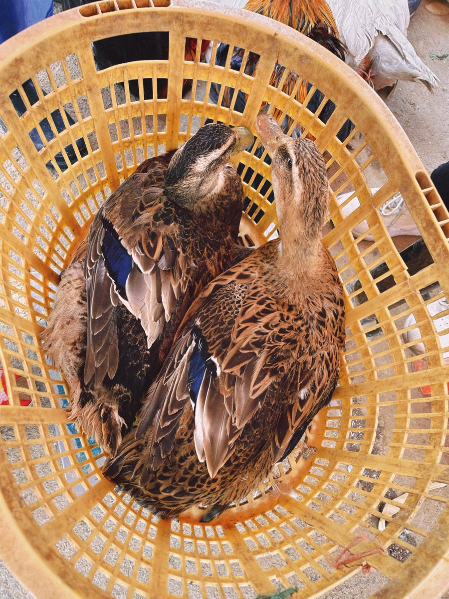 Camellia(山茶） tweet media