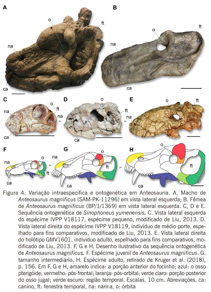 TwitiGalli's tweet image. Dinocefálios brasileiros: taxonomia, paleobiologia e distribuição geográfica periodicos.sbu.unicamp.br/ojs/index.php/…