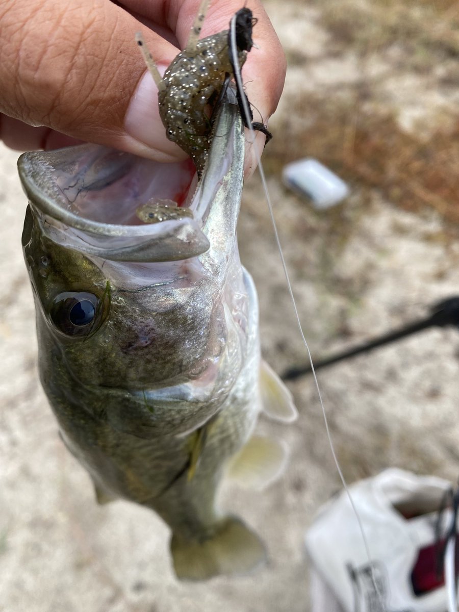 SHINJI FUJII®︎ (@vh_rodplanner) / Posts / X