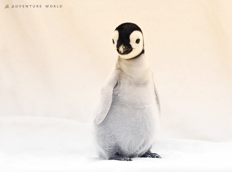 mikiページ l_20242-w4bu02z8-yjl-89-65-93-