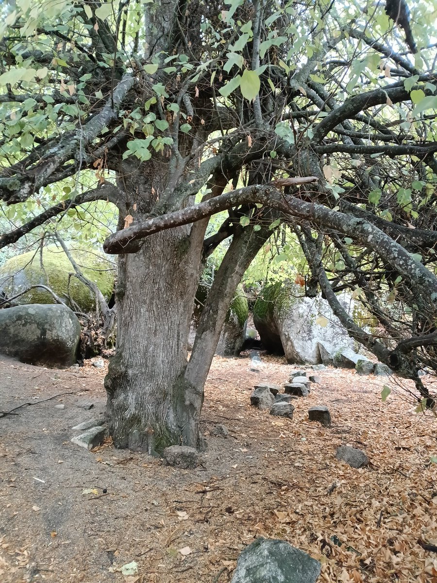 #ArbolDeCompañiaRadio3 Qué belleza de programa <a href="/BosqueHabitado/">El Bosque Habitado</a> <a href="/radio3_rne/">Radio 3</a> <a href="/alcanduerca/">Raúl de Tapia Martin</a> 
Yo también tengo un árbol de compañía, un tilo centenario y generoso