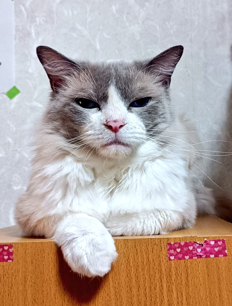 鬼灯様ヲタク10周年㊗️W｀м´)₍ᐢ.ˬ.ᐢ₎🩷 on X