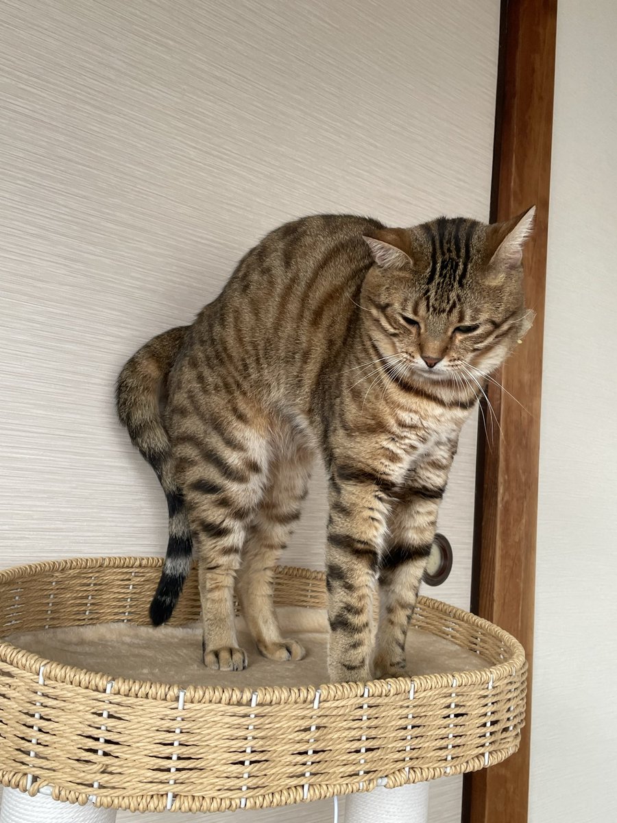 お立ち台でﾎﾞﾆｬｰﾙ ﾆｬ😼✨

⋆｡°✩.𖥔 ݁ ˖ ⋆｡°✩.𖥔 ݁ ˖ ⋆｡°✩.𖥔 ݁ ˖ ⋆｡°✩.𖥔 ݁ ˖

#保護猫
#ねこかわいいね
#猫好きんと繋がりたい
#ベンガルmix
#キジサバシロmix