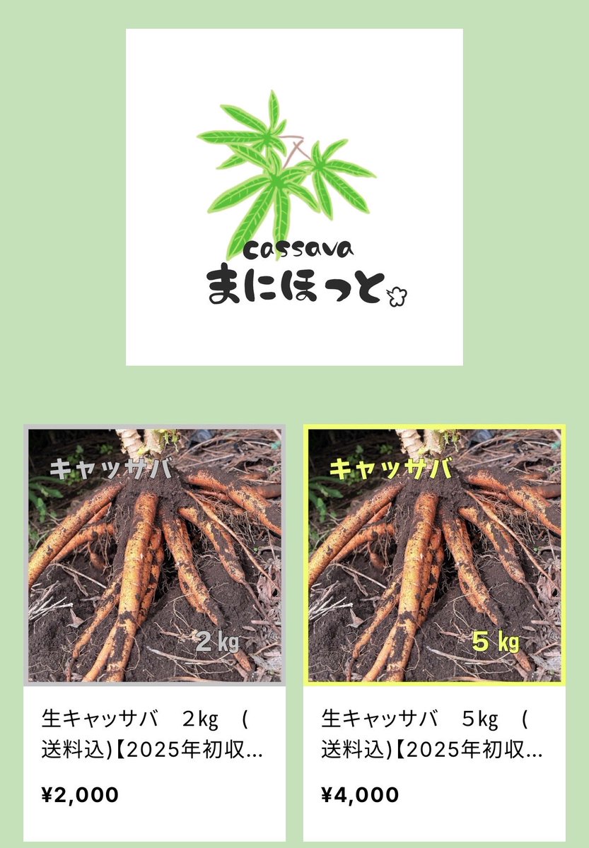 BASEにてキャッサバ再販中✨

もう寒くなるので生キャッサバを手に入れられるのはあと少し！

この機会にぜひ😊

#まにほっと ＃キャッサバ
