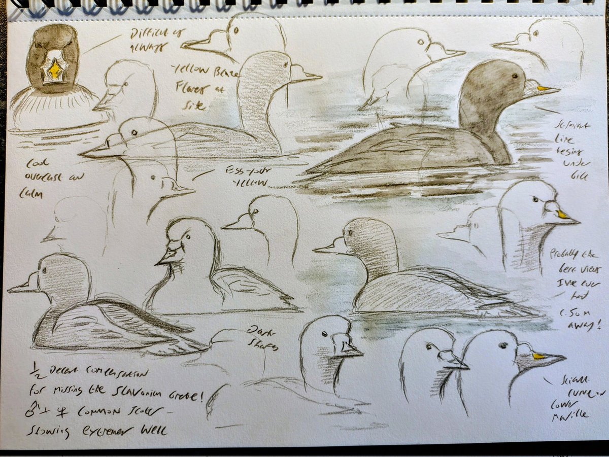 Russell Boland (@russboland) on Twitter photo An inland Common Scoter studies for #SuperSeabirdSunday This handsome drake was at Pugneys CP recently and gave me the best views I've perhaps ever had of the species. I usually see them far out at sea. Cheers An inland Common Scoter studies for #SuperSeabirdSunday This handsome drake was at Pugneys CP recently and gave me the best views I've perhaps ever had of the species. I usually see them far out at sea. Cheers