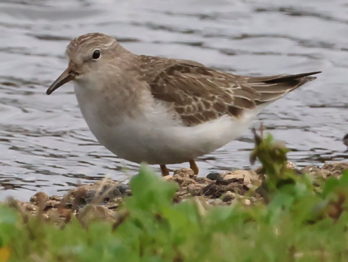 Dr Emma Preece tweet media