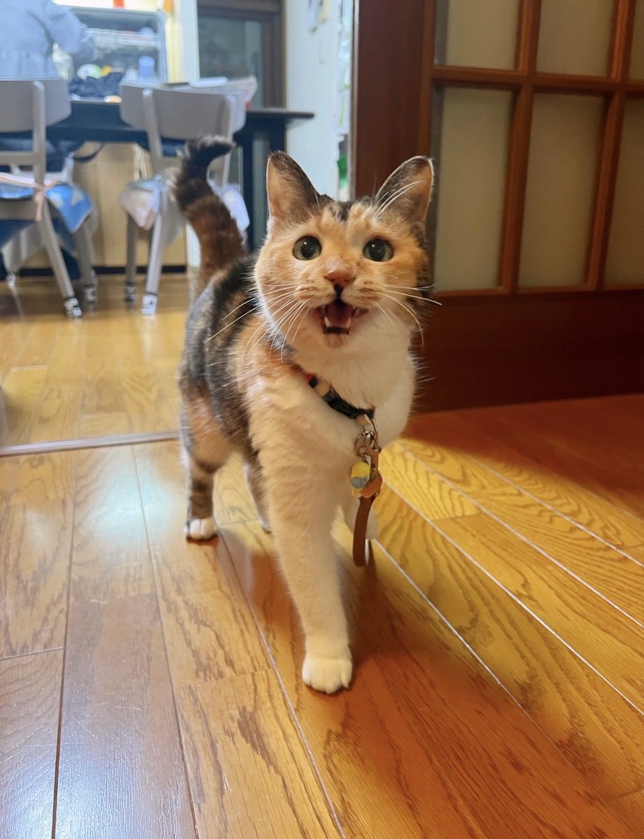 cocoakumikoda's tweet photo. 私が帰った時に ニコニコ笑顔でお迎えしてくれるあめたん🐱

可愛すぎてロック画面にしてます🐱 https://t.co/20xs6fElsX