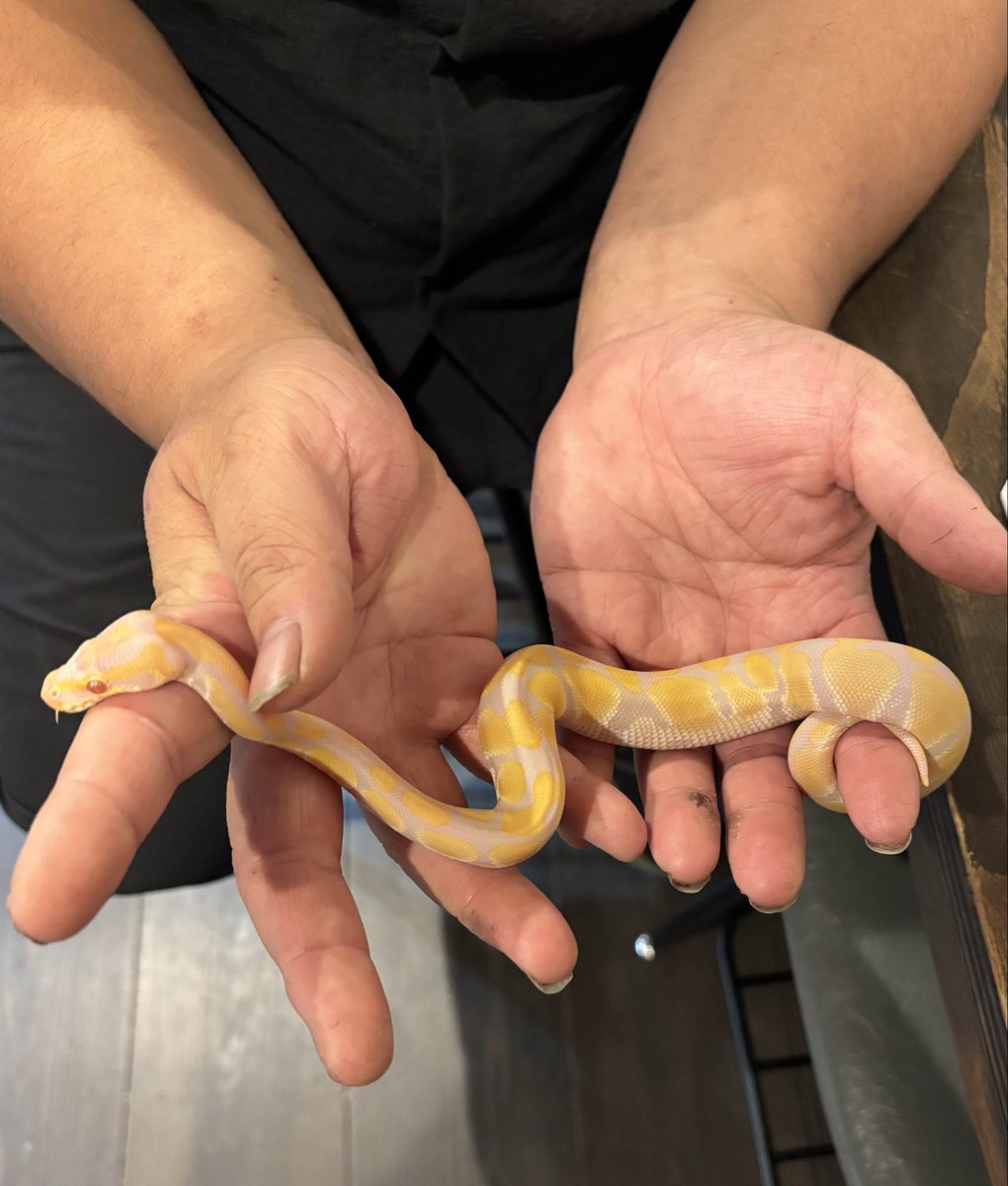 一筆蛇 一筆龍ならぬ「一筆蛇」を描く様子の一部始終 - YouTube