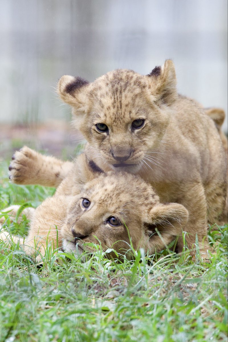のんほいパークのライオン三つ子がXで人気、家族の日常が話題