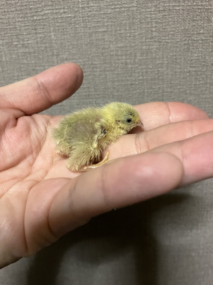 ポポチョロ🐦💨 (@1b4fc39ec9e04d3) / Posts / X