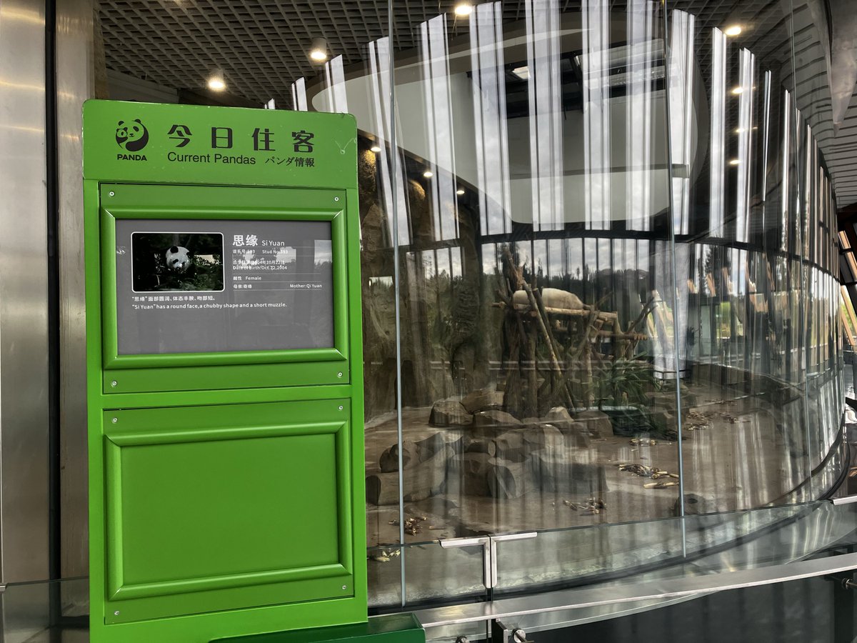 先程屋内展示場なら近いとポストしたばかりですが、その逆の場合もあります😅
反射バリバリですが、櫓でお昼寝中の彼女は思缘さん21ちゃい🐼💤
梅梅さんのお孫さんでらうちゃんの姪っこです🐼🧬(奇一ちゃんの姉)

#ジャイアントパンダ
#成都大熊猫繁殖研究基地